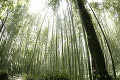 嵐山竹林公園