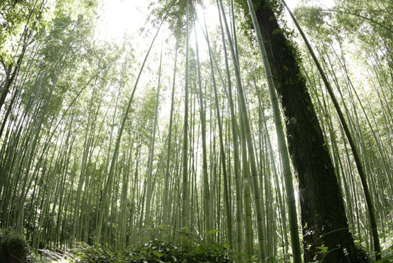 嵐山竹林公園画像イメージ①